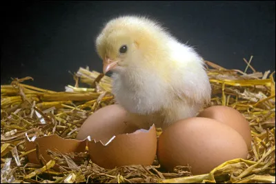 Combien de temps faut-il à un poussin pour éclore après que l'uf a été placé dans une couveuse ?