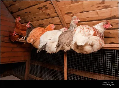 Quel est le nom du processus par lequel les poules se perchent pour dormir la nuit ?