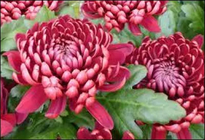 Quelle est la bonne orthographe pour représenter cette plante à fleurs vivaces composées en boule ?