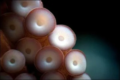 Revenons  la pieuvre : son sang est-il rouge ?