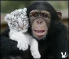 Les tigres et les singes ont-ils un anctre commun ?