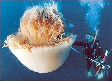 Quelles sont les dimensions de cette mduse ?