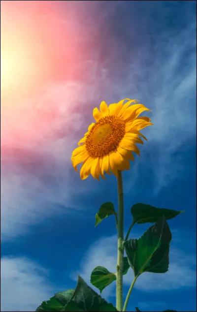 A quelle chanteuse grecque doit-on "Le Tournesol" en 1972 ?