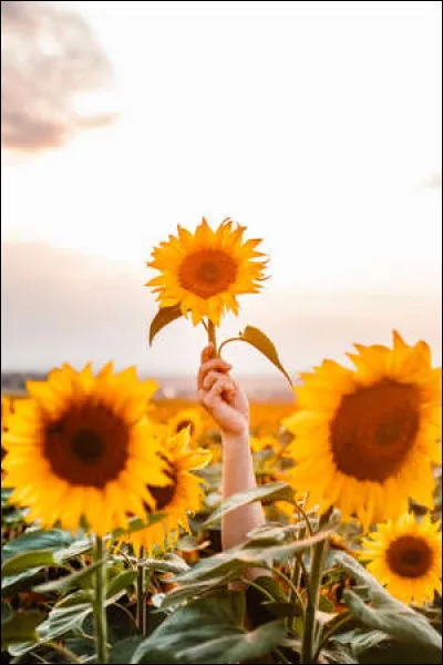 Dans quels lieux intervient l'association "Tournesol" ?