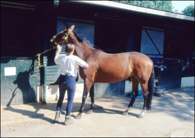 Qu'est-ce qu'un cheval qui tire au renard ?
