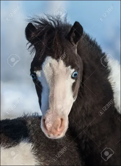 Les chevaux peuvent avoir les yeux de différentes couleurs.