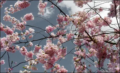 Comment s'appelle l'arbre originaire d'Asie ?