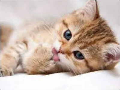 Une chatte peut avoir jusqu'à 10 chatons par portée.