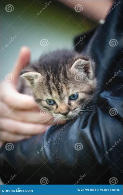 Les chats sont tous domestiqués.
