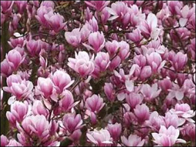De quel arbre viennent ces fleurs ?