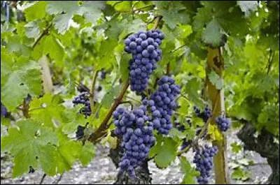 Les vignes sont plus cultivées... (en France ).