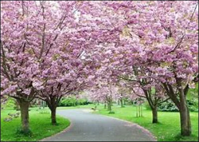 Quel est cet arbre ?