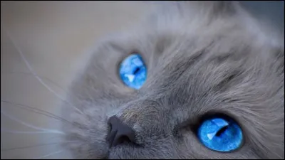 Tous les chats naissent avec les yeux bleus :