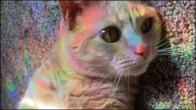 Les chats roux vivent moins longtemps que les autres :