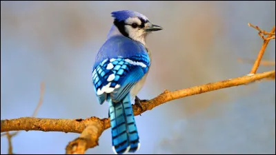 Quel est cet oiseau ?