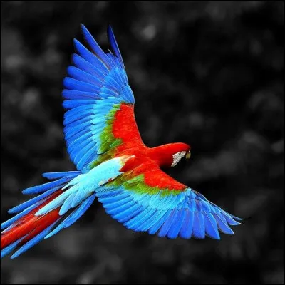 Quel est cet oiseau ?