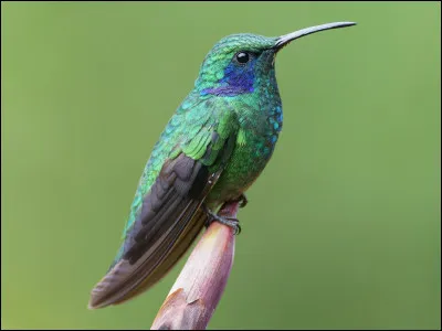 Quel est cet oiseau ?