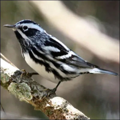 Quel est cet oiseau ?
