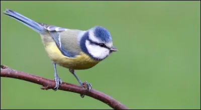 Quel est cet oiseau ?