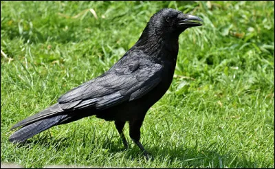 Quel est cet oiseau ?