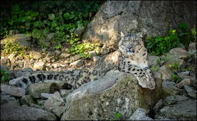 D'après cette photo, trouvez l'une des aventures de Tintin !