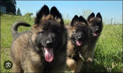 Pourquoi doivent-ils être si adorables ? ! Ce sont des chiots de race...