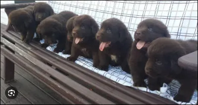 Quelle est la race de ces chiots ?