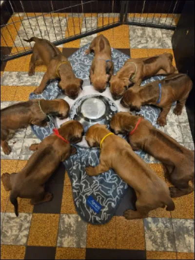 Voici d'adorables...