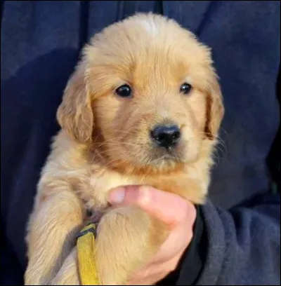 Voici un chien très similaire !