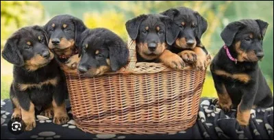 Cette petite bouille te rappelle le...