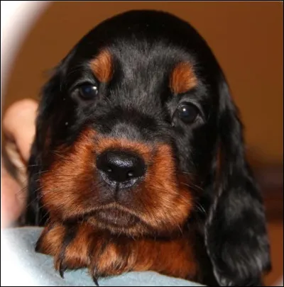 Cette beauté est le...