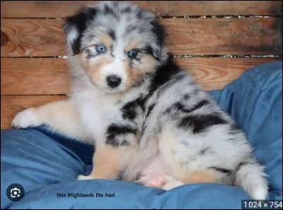 Qu'il est chou ! C'est le..