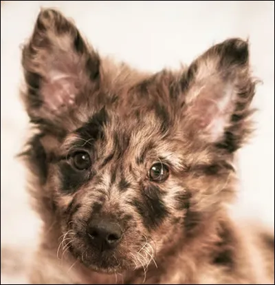 Un Hongrois adorable ! Voici le...