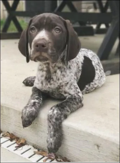 Cette petite frimousse appartient à un...