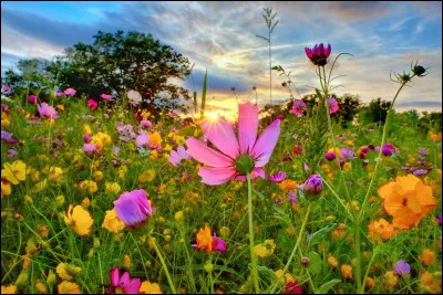 Veux-tu que l'environnement de Sakura soit beau ?