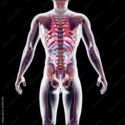 Quel organe a le plus besoin d'eau ?