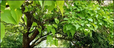 Edwin Til' Illan est le plus fort des...