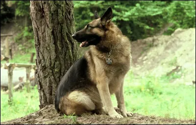 Quelle est l'initiale du nom du premier berger allemand mascotte de l'émission "30 millions d'amis" ?