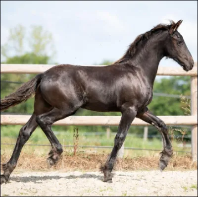 Quelle est sa race ?