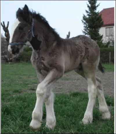 Un bel Anglais, voici le...