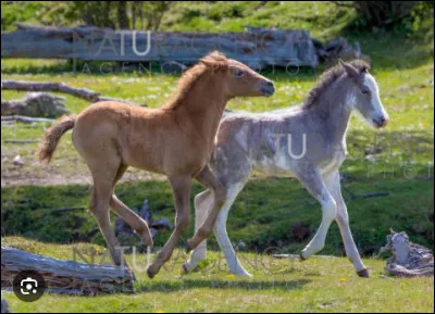 Voici d'adorables...