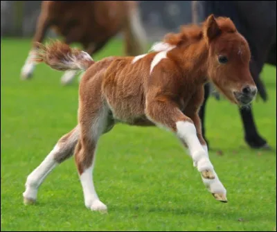 Le plus petit est le...