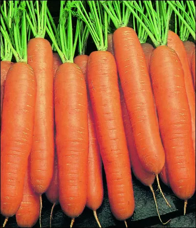 Quelle friandise préfères-tu donner à ton cheval ?