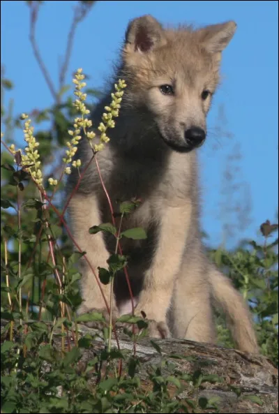 Combien une louve peut-elle avoir de louveteaux par portée ?