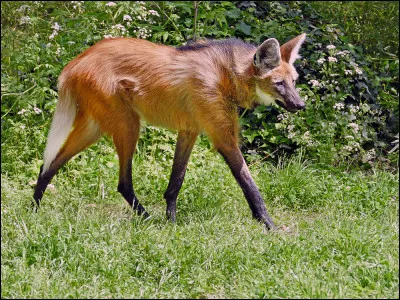 Quel est le nom de ce loup ?