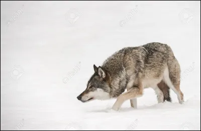 Si les loups ont réussi à attraper un animal, qui va le manger en premier ?