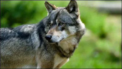 Combien d'heures par jour le loup consacre-t-il à la chasse ?