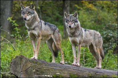Quel est le nom scientifique du loup ?