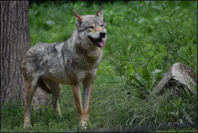 Quel est le poids d'un loup adulte ?