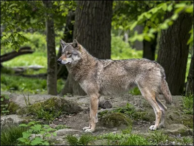 De quelle famille fait partie le loup ?